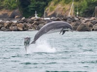 Wildlife warning for those heading to the beach