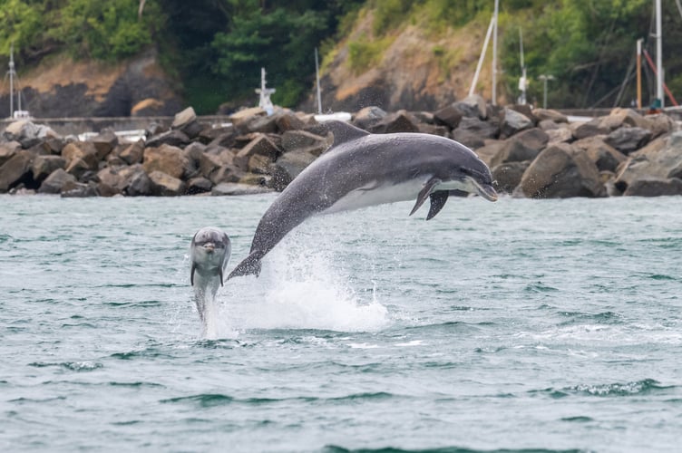 Dolphins