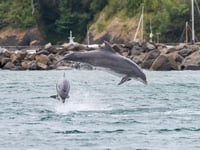 Warning over people getting too close to dolphins