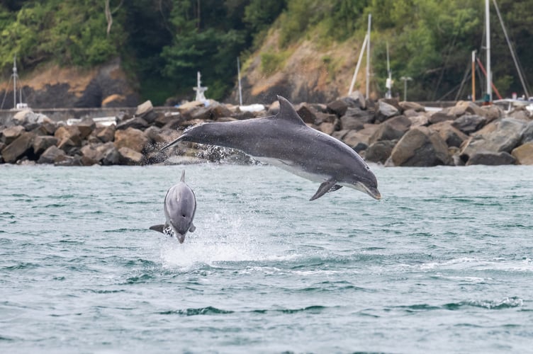 Dolphin
