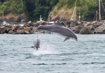Warning over people getting too close to dolphins