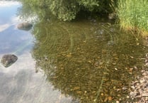 Toxic algae in Snowdonia lake prompts warning to visitors  