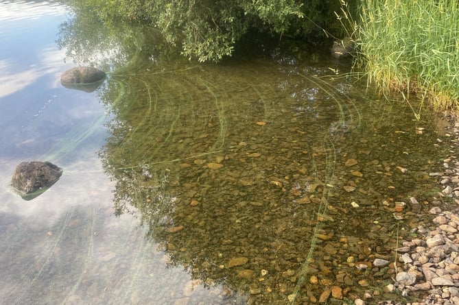 Concerns over blue-green algae at Eyri National Park