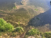 Water firm slammed after sewage spills in Cardigan on 304 days in 2022