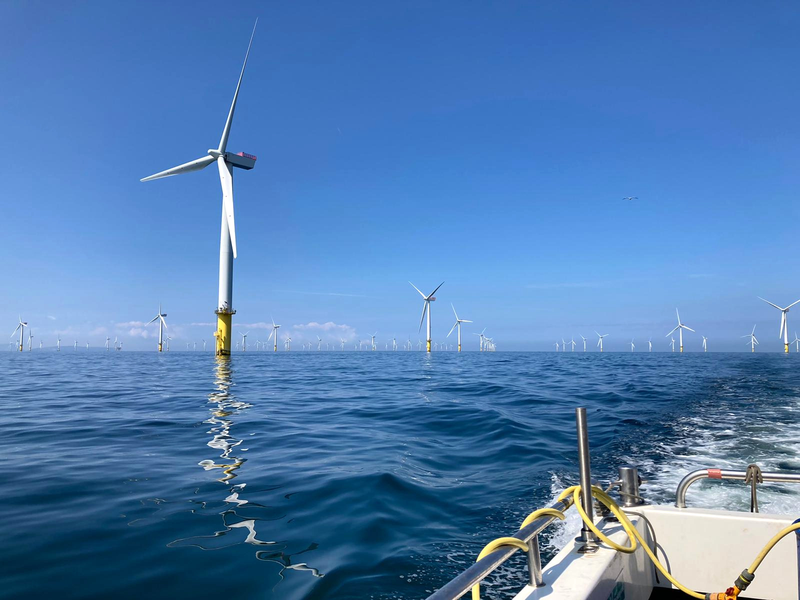 Wind farms provide good habitat for lobsters