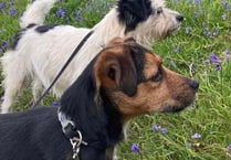 Owner's desperate search for missing dogs