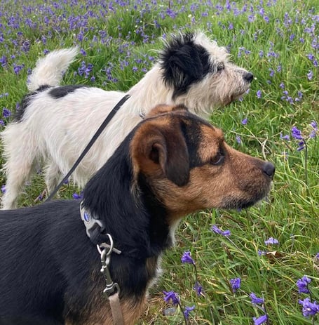 Sian has released this beautiful picture of her missing dogs
