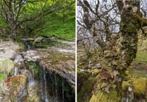 Funding boost for two fragile Welsh woodlands