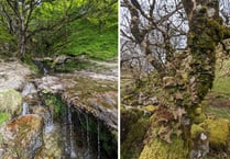 Funding boost for two fragile Welsh woodlands