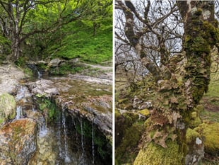 Funding boost for two fragile Welsh woodlands