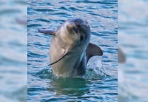 £250k grant to study dolphin poo in Cardigan Bay