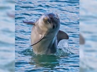 Photographer captures cracking picture of dolphin at New Quay