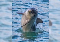 £250k grant to study dolphin poo in Cardigan Bay