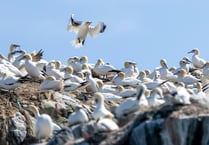 Warning for beachgoers as officials say bird flu 'has not gone away'