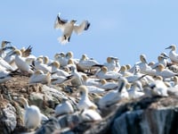 Warning for beachgoers as officials say bird flu 'has not gone away'