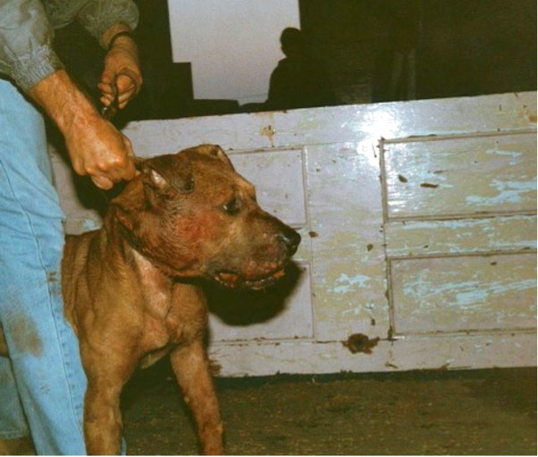 RSPCA reports rise in cases of dog fighting