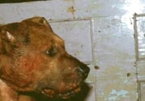 RSPCA reports rise in cases of dog fighting