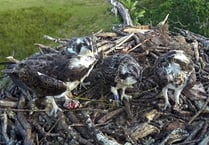 Two-day event to celebrate 20 years of ospreys breeding at Glaslyn