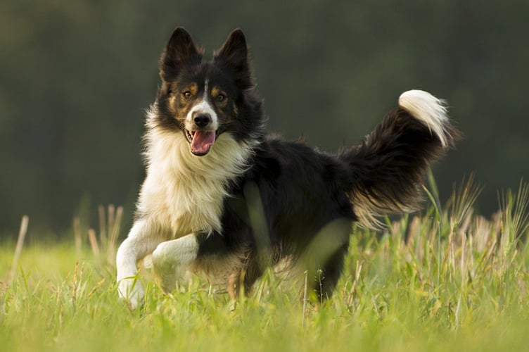 Sheepdog stock