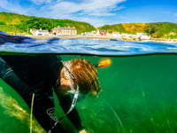 Pioneering seagrass project begins off Llŷn coast