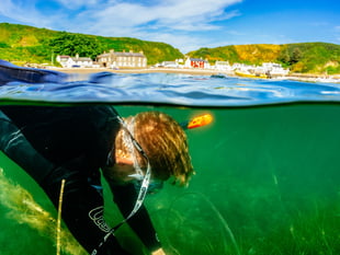 Pioneering seagrass project begins off Llŷn coast