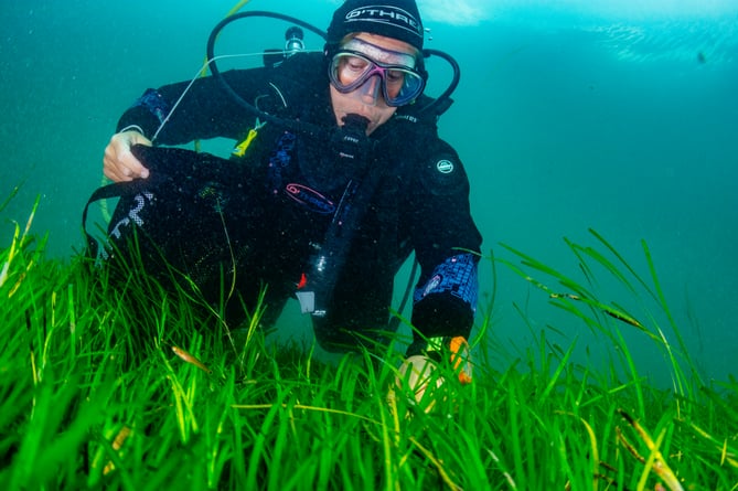 Volunteer divers from Project Seagrass gathering seagrass - eelgrass (Zostera marina) - seeds from the seabed. Porthdinllaen, Wales. UK.

Sky Ocean Rescue, WWF and Swansea University are launching the biggest seagrass restoration project ever undertaken in the UK. Seagrass Ocean Rescue involves the collection of one million seeds from various locations in England and Wales, including Porthdinllaen, on the LlÅ·n Peninsula in Wales, where we captured a team of volunteers gathering seeds. The plan is to plant the seeds over two hectares later in the year in Wales, following consultations with local stakeholders.

It is hoped that Seagrass Ocean Rescue will lead the way for the mass recovery of seagrass in the UK, where we have lost up to 92 per cent of our seagrass in the last century. Seagrass can help to answer some of the worldâs most pressing environmental concerns, including the climate emergency and declining fish numbers. Seagrass captures a huge amount of carbon and is a nursery for marine life.