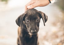 Council on the lookout for a dog catcher