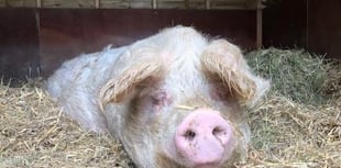 Ceredigion animal sanctuary applies to stay open