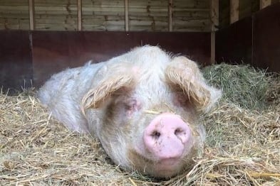 Animal sanctuary pig