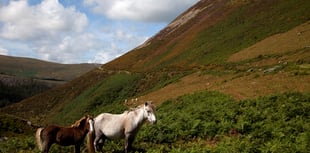 Could you adopt one of Eryri’s misunderstood ponies?