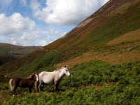 Could you adopt one of Eryri’s misunderstood ponies?