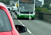 Swan takes stroll on Gwynedd road causing 'chaos'