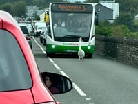 Swan takes stroll on Gwynedd road causing 'chaos'