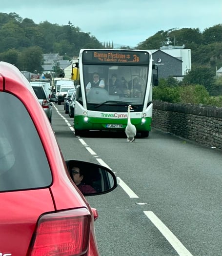 The swan is pictured here holding up a bus to Blaenau Ffestiniog