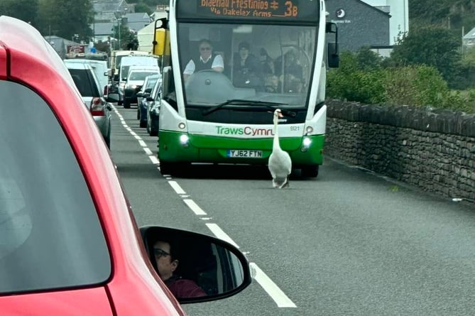 The swan is pictured here holding up a bus to Blaenau Ffestiniog