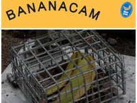Banana peel on Yr Wyddfa raising awareness of organic waste impact