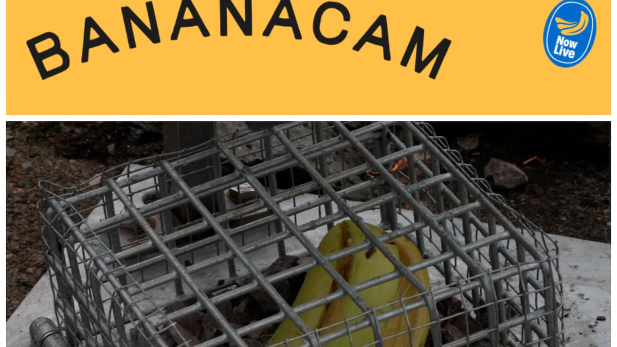 Banana peel on Snowdon raising awareness of organic waste impact on environment - Cambrian News