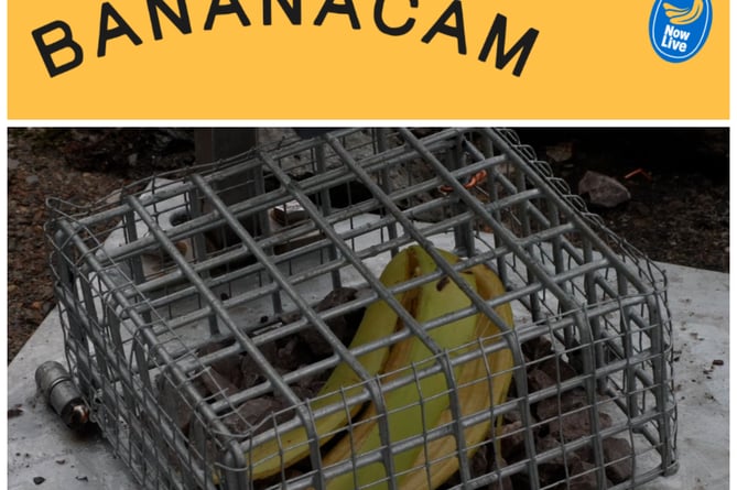 The Bananacam project involves a specially designed camera at Yr Wyddfa’s summit capturing the entire journey of a discarded banana peel in real-time