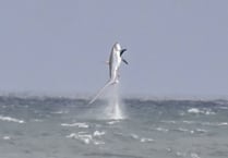 Photographer captures moment shark bursts out of water at New Quay