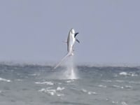 Photographer captures moment shark bursts out of water at New Quay