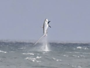Photographer captures moment shark bursts out of water at New Quay