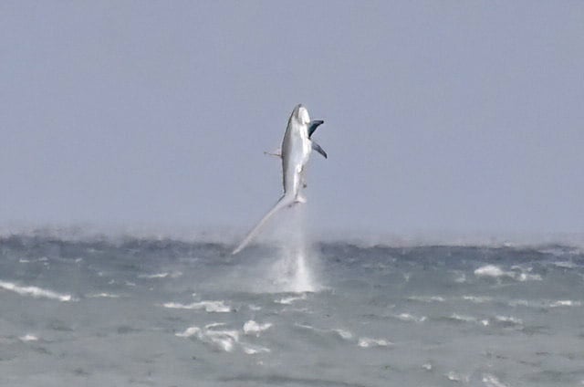 The moment a massive shark burst out of the water at New Quay