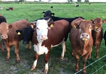 Tourism plan for Llanarth beef farm
