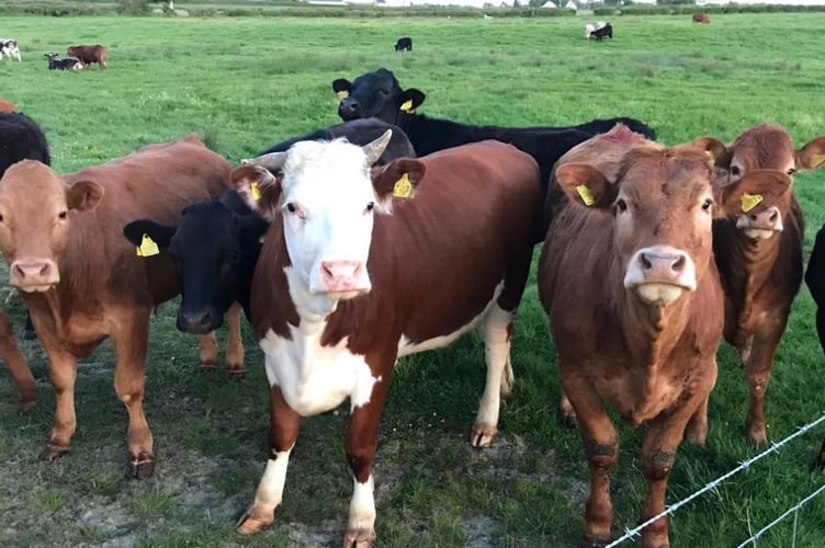 Plans for a caravan park at Llanarth beef farm Fronwen Isaf have been submitted to Ceredigion planners