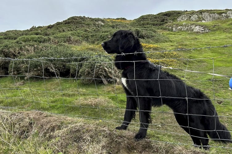Peppa the dog. See SWNS story SWMRdog.A dog has been rescued from the side of a massive cliff where it was stuck - for 12 days. The pup, named Peppa, was wedged on the Llyn Peninsula in Gwynedd, Wales.Coastguard were notified after a fisherman and two coastal path walkers spotted her.Peppa had been reported missing by her owners on August 12 - 12 days before the "long and difficult" rescue.Aberdaron, Abersoch and Criccieth Coastguard rescue teams worked together with the Porthdinllaen RNLI to carry out the dramatic operation.