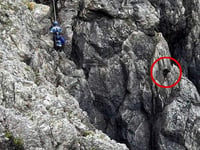 Dog rescued from cliff where it was stuck - for 12 days