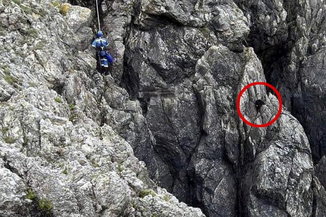 Peppa the dog has been rescued from the side of a cliff on the Llŷn Peninsula where it had been stuck for 12 days