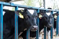 Politician's bovine TB comments condemned by farming union