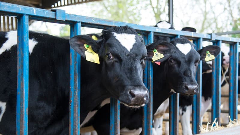 Politician's bovine TB feedback condemned by farming union – Cambrian Information