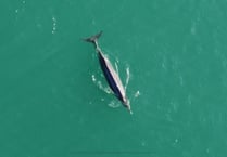 Rare sighting of whale in Cardigan Bay captured on camera